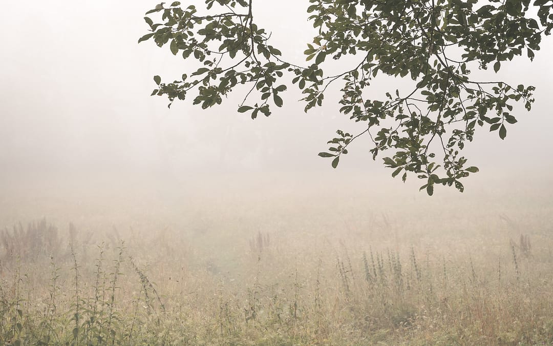 The Meaning of “Created” in Genesis 1